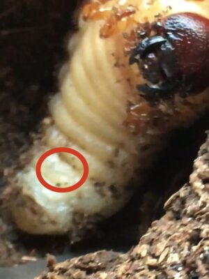 雄のカブトムシの幼虫