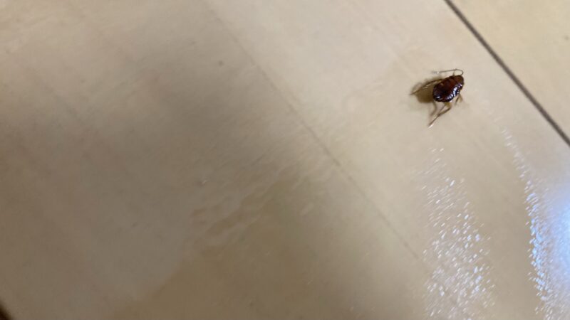 クロゴキブリの幼虫。生後約半年。